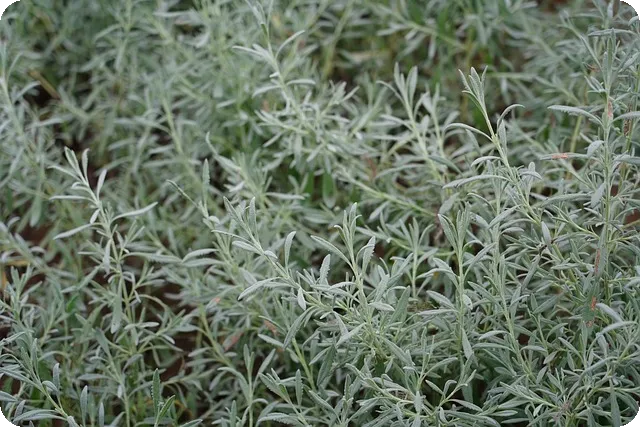 루테인 효능으로 눈 건강 지키기 궁금증 해결