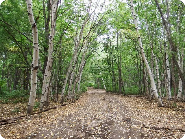 루테인 효능으로 눈 건강 지키기 궁금증 해결