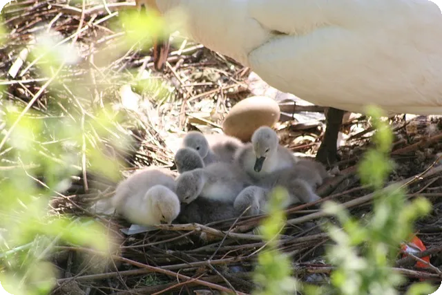 스마트워치 건강관리로 건강 혁신하는 방법은?