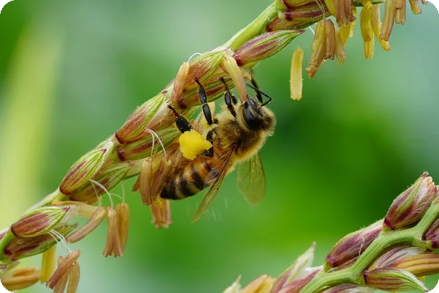 옥수수 섭취와 혈당 관리 방법 쉽고 효과적인 전략